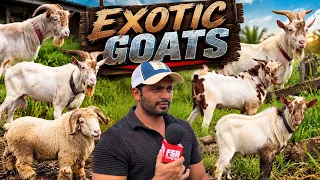 Top Bloodline Saanen, Barbari & Bandurs at KB Goat Farm Bhiwandi