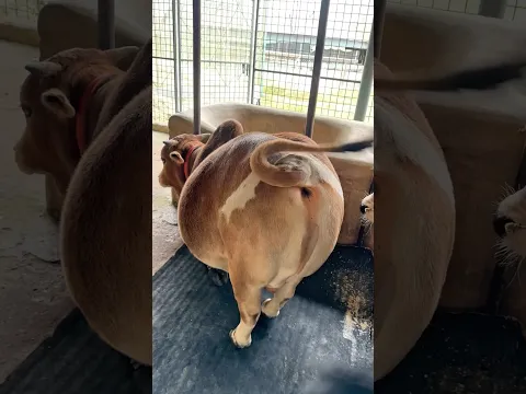 Gigantic personality in a miniature Punganur body what a stunning bull 🐂💪