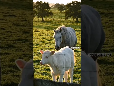 She Wasn't His Mother… But She Loved Him Like One