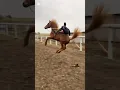 Download Lagu CAN YOU HANDLE A WILD HORSE?! #testyourlimits #wildride #shorts