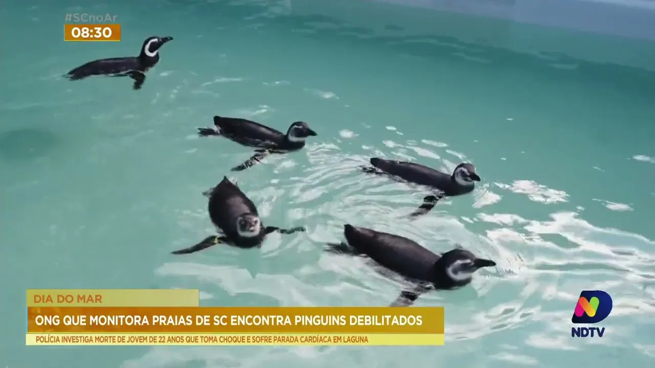 No dia do mar, ONG alerta para o alto índice de pinguins debilitados encontrados em Florianópolis