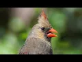 Female cardinal call song sounds