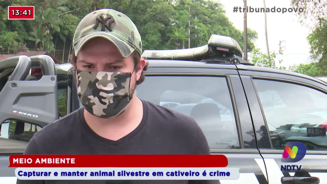 Meio ambiente: Capturar e manter animal silvestre em cativeiro é crime