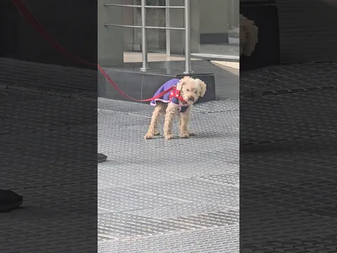 Can I pet that dawg