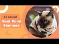 Seal Point Siamese Breed Profile History Appearances Temperament and Care