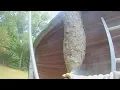5 foot tall Hornets nest attack while it s destroyed