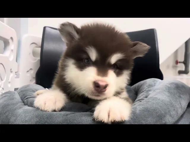 動画