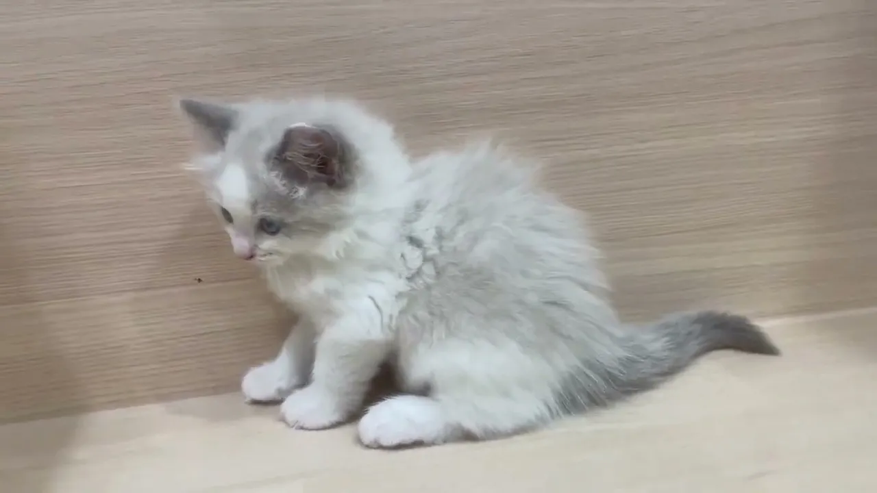 動画