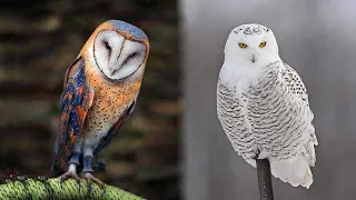 Download 10 Most Beautiful Owls on Planet Earth MP3