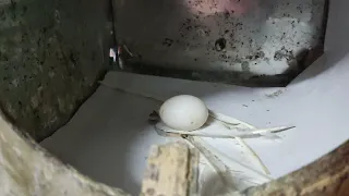 ليه الحمام بيبيض بيضه واحده والعلاج علاج البيضه الواحده  ليه الحمام بيبيض بيضه واحده والعلاج علاج البيضه الواحده