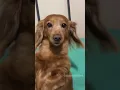 Download Lagu So dramatic dog.🤣🤣#funny #dog #happy #foryou #dramatic #cute #doglover #fyp #petergriffin