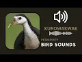 Download Lagu white breasted water hen sound call #birds #birdsounds 🕊️🦜