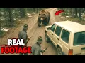 Download Lagu A Tiny Mistake Cost 7 Rangers Their Lives in Grizzly Attack on July 9th, 2025