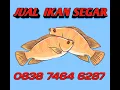 Download Lagu sound jualan ikan😁