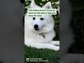 Download Lagu Dream Interpretation: Looking For A White Dog