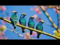 Relaxing Music with Birds Singing - Beautiful Piano Music \u0026 Guitar Music by Soothing Relaxation
