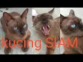 Download Lagu Mengenal Lebih Dekat dengan Kucing SIAM.... All about Siamese cat