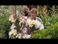 Sarah s Favourite Summer-Flowering Bulbs