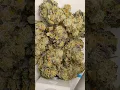 Garlic Cake n Chem Cannabis strain Dr Greenbody