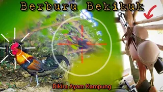 Gregetnya lebih berasa, Blusukan di hutan berburu ayam hutan merah || Bekikuk / Kasintu