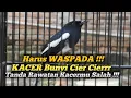 Download Lagu KACER BUNYI CIER CIER HARUS CEPAT DITANGANI