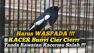 Download KACER BUNYI CIER CIER HARUS CEPAT DITANGANI MP3