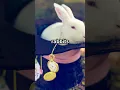 White Rabbits in Culture Myth Symbol of Magic and Luck