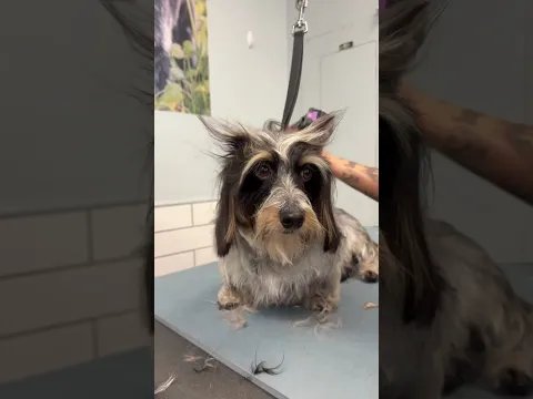 TAKING EINSTEIN TO THE GROOMERS! 💇‍♀️ @petsmart