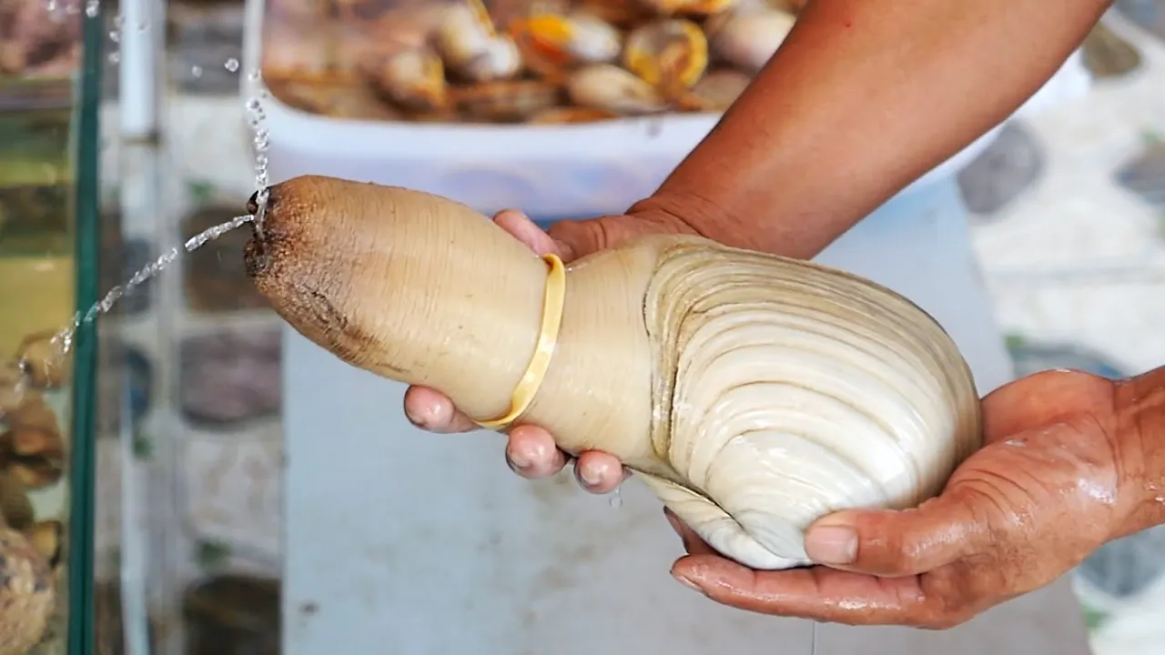 Vietnamese Street Food - GIANT PENIS CLAM Geoduck Sashimi Mui Ne Seafood Vietnam