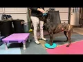 Generalizing paw targets and cross your paws