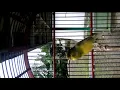 Lagu Kenari Isian Lovebird ngekek panjang