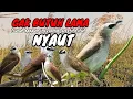 Download Lagu trucukan gacor TARUNG ROPEL PANJANG pancingan trucukan agar bunyi jadikan burung trucuk gacor EMOSI