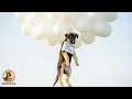 Download Lagu Ze stuurden deze puppy de dood in - toen deed een agent het ondenkbare