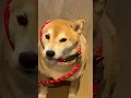 Download Lagu Shiba Has Low Patience for Imbecile Owner