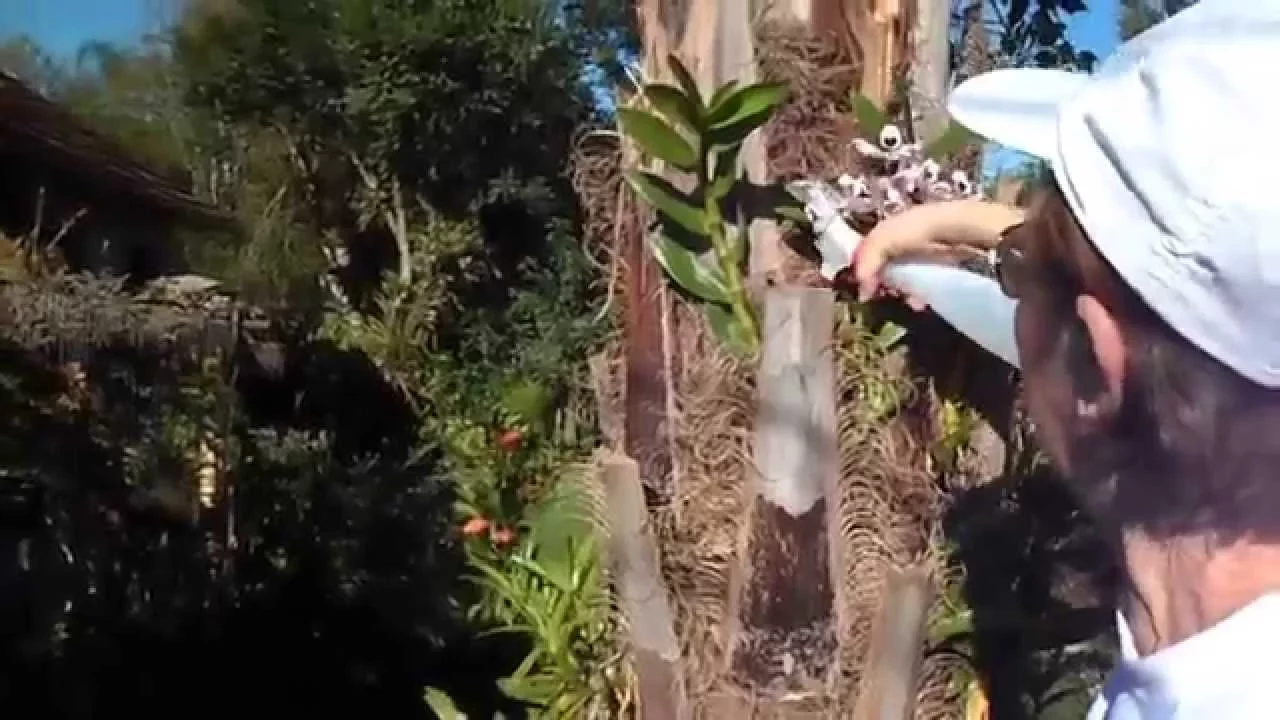 COMO PLANTO ORQUÍDEA EM ÁRVORE PALMEIRA TRONCO E TOCO DE MADEIRA