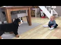 FIRST MEETING BABY vs BERNESE MOUNTAIN DOG PUPPY