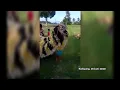 Download Lagu Lare Kaligung Memengan Barong