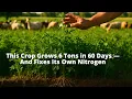 This Crop Grows 6 Tons in 60 Days And Fixes Its Own Nitrogen