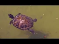 Lagu Turtles in Italy - Turtle Sound Effect