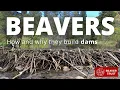 Beavers How and why they build dams