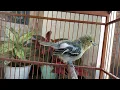 Download Lagu Suara Burung Sirtu Gacor Paling Berisik Untuk Merangsang Sirtu Anda Agar Bunyi