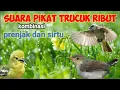 Download Lagu Suara Pikat Trucuk Ribut Kombinasi Prenjak Starter Dan Sirtu Nyiul