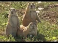 The Texas Bucket List - Prairie Dog Town in Lubbock