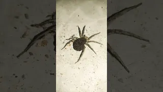 هكذا يحمل العنكبوت أولاده 