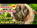 Lagu Tips Merawat \u0026 Pakan Lolohan Anakan Sirpu