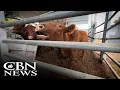 Prophetically Significant Red Heifers Attract World Attention