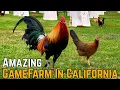 GameFarm Visit A Look Inside This Amazing GameFarm In California