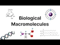 Biological Macromolecules Biology101