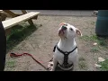 St Pitties Kitties Cincinnati Animal CARE sets 17 adoption fees from now until Sunday