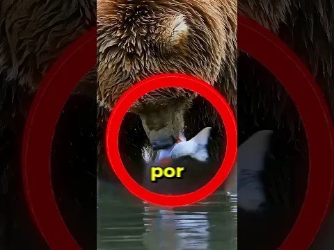Porque os ursos comem apenas uma parte do salmão?